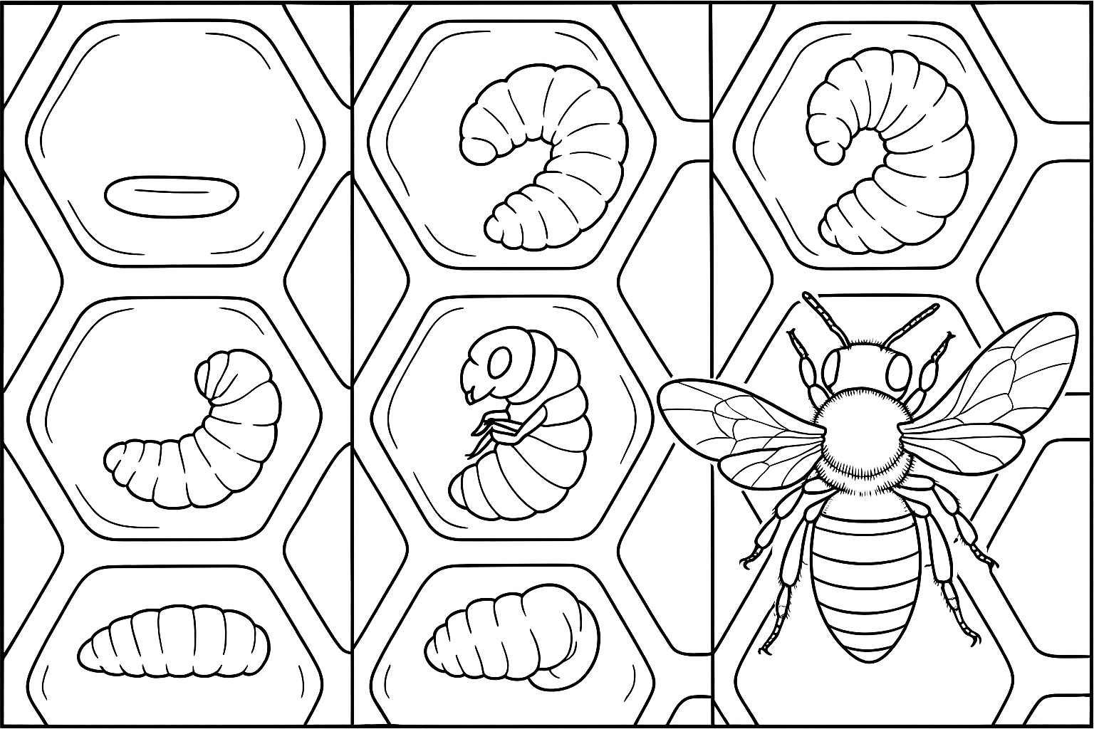 on a picture in several boxes the development stages of a bee: from the egg to the born bee somewhat realistically