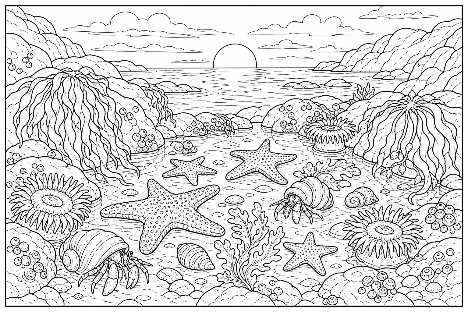 a rocky tide pool filled with starfish, hermit crabs, anemones, and seaweed at sunset