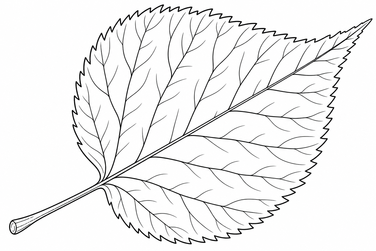 Birch Leaf Coloring Page for Kids