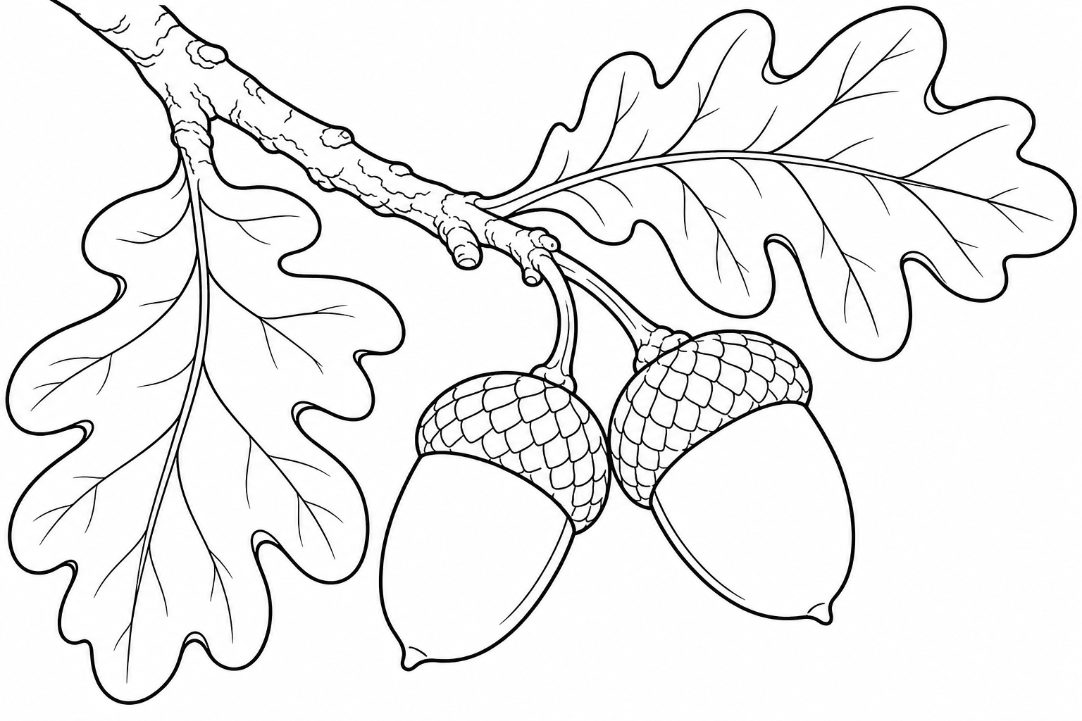 Oak Acorn Coloring Page for Kids