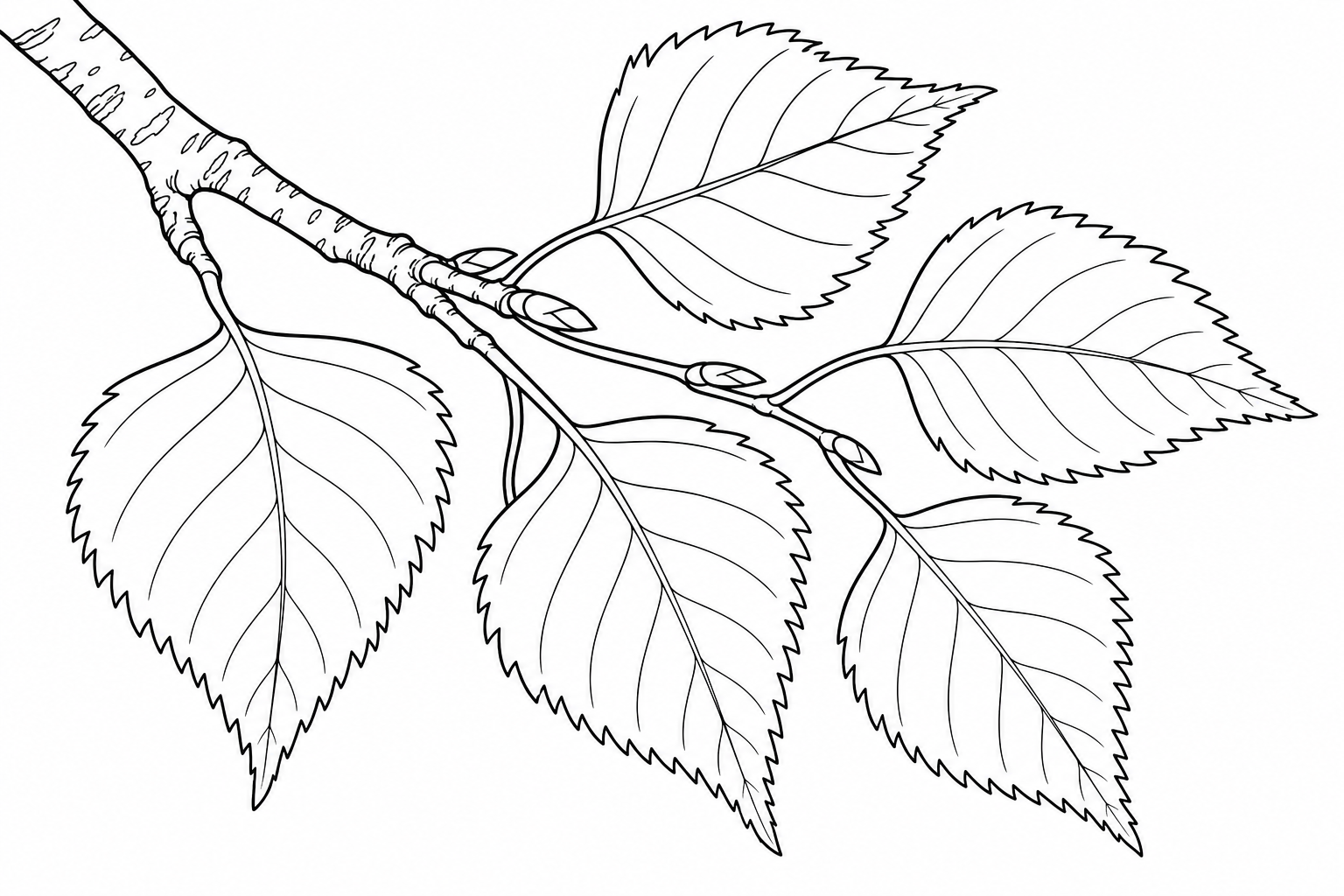 Birch Leaf Branch Coloring Page for Kids