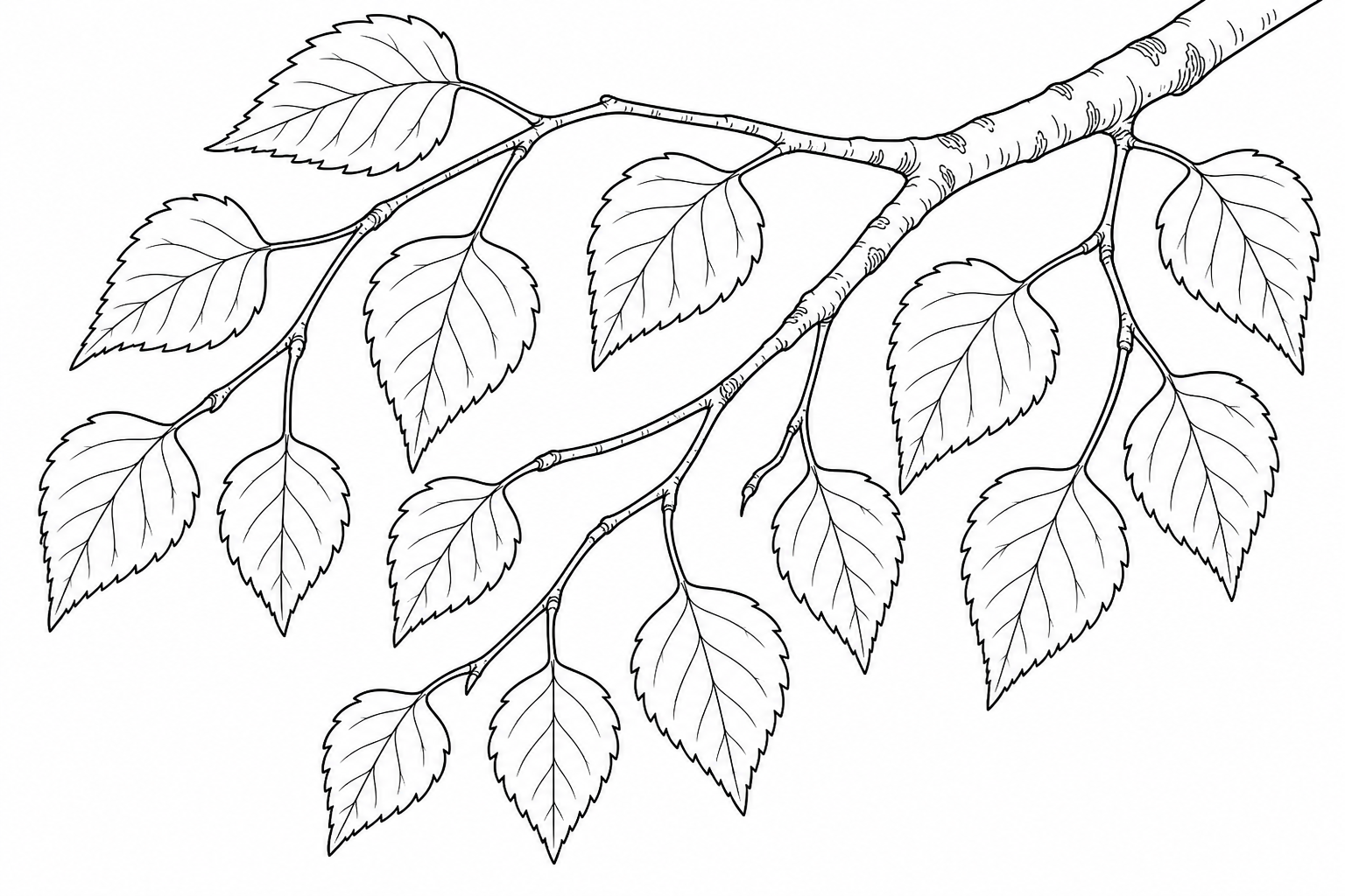 Birch Branch Coloring Page for Kids