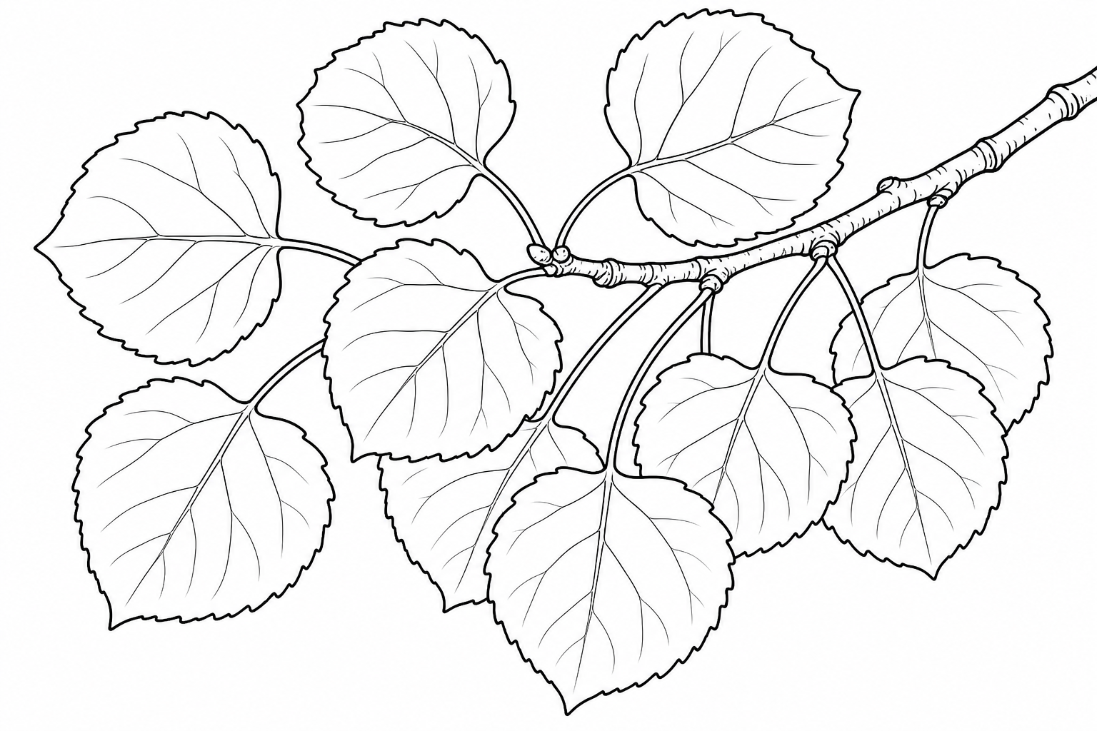 Coloriage de feuilles de tremble
