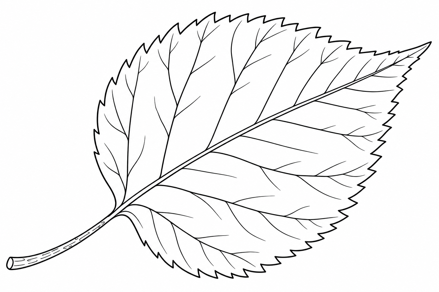 Birch Leaf Coloring Page for Kids