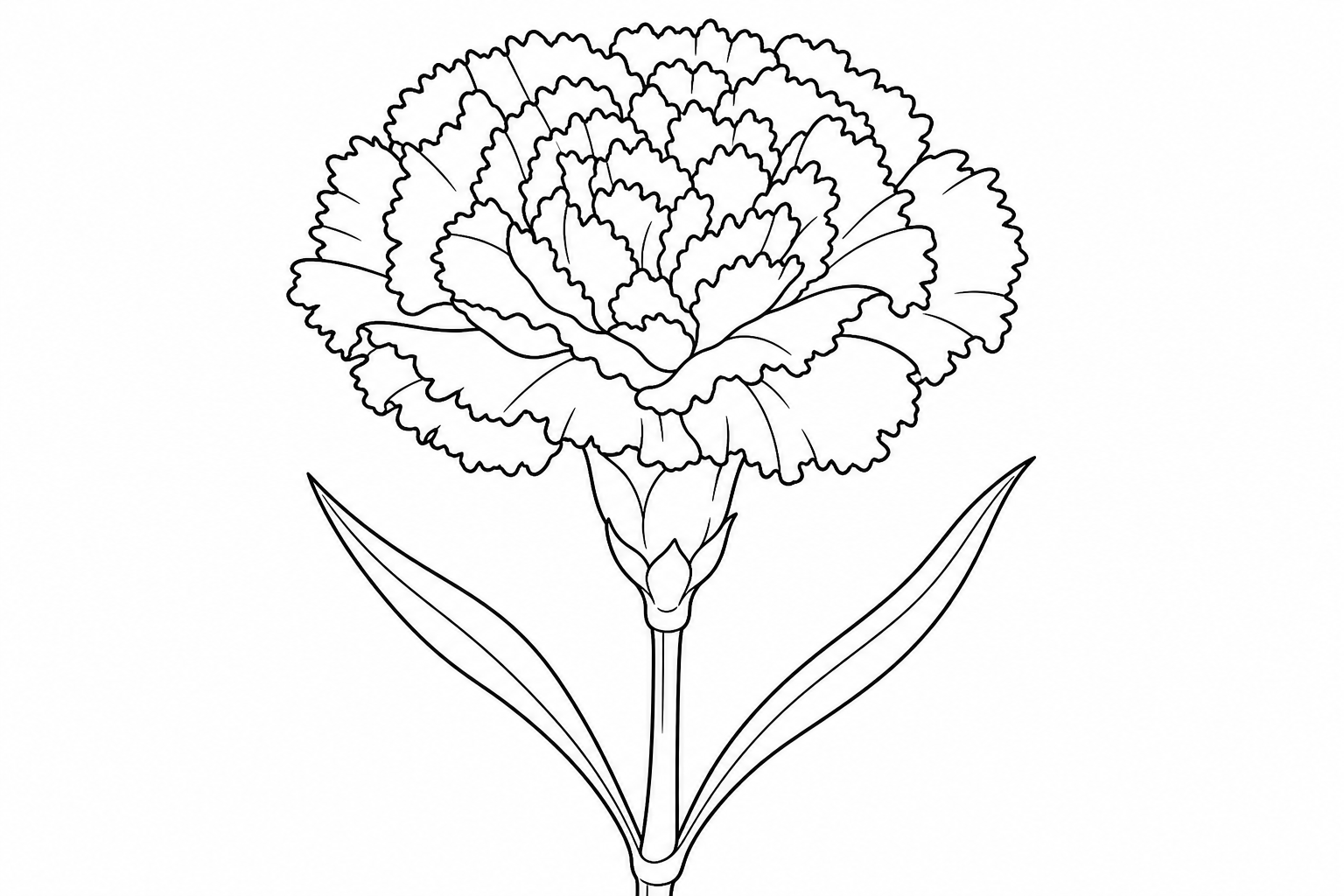 Carnation Flower Coloring Page for Kids