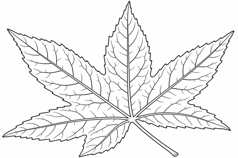 A sweetgum leaf shown with detailed palmate veins running to each point
